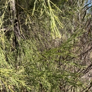 Exocarpos cupressiformis at Bruce, ACT - 16 Sep 2023