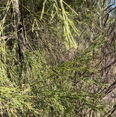 Exocarpos cupressiformis (Cherry Ballart) at Bruce Ridge to Gossan Hill - 15 Sep 2023 by lyndallh