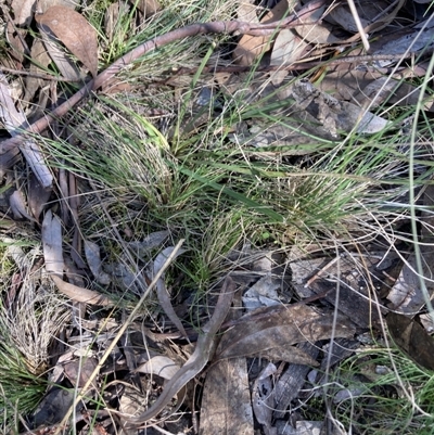 Poa meionectes at Bruce, ACT - 16 Sep 2023 by lyndallh