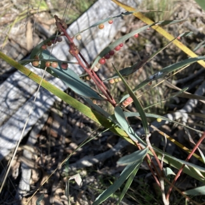 Unidentified Eucalyptus Gall at Bruce, ACT - 15 Sep 2023 by lyndallh