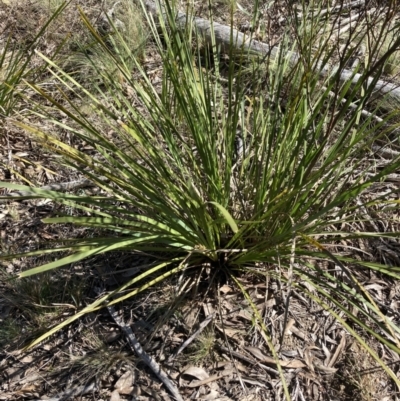 Lomandra longifolia (Spiny-headed Mat-rush, Honey Reed) at Bruce, ACT - 15 Sep 2023 by lyndallh