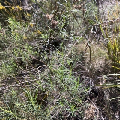 Cassinia quinquefaria (Rosemary Cassinia) at Bruce, ACT - 15 Sep 2023 by lyndallh