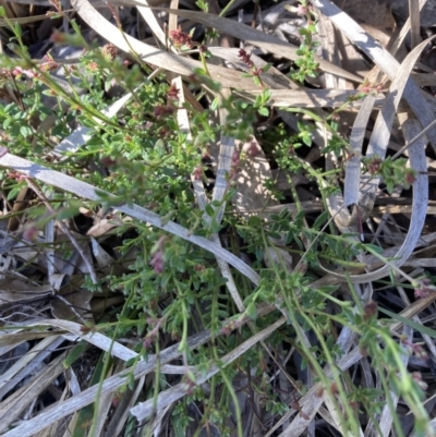 Gonocarpus tetragynus (Common Raspwort) at Bruce, ACT - 15 Sep 2023 by lyndallh