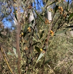 Daviesia mimosoides subsp. mimosoides at Bruce, ACT - 15 Sep 2023 by lyndallh