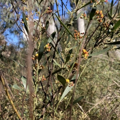 Daviesia mimosoides subsp. mimosoides at Bruce, ACT - 15 Sep 2023 by lyndallh