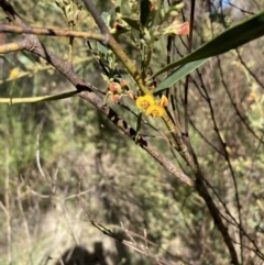 Daviesia mimosoides subsp. mimosoides at Bruce, ACT - 16 Sep 2023 09:17 AM