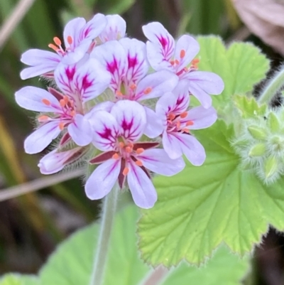 Pelargonium australe (Austral Stork's-bill) at Mallacoota, VIC - 13 Sep 2023 by AnneG1