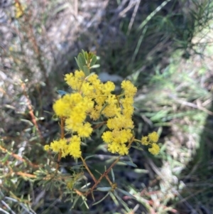 Acacia buxifolia subsp. buxifolia at Bruce, ACT - 16 Sep 2023