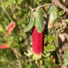 Correa reflexa (Common Correa, Native Fuchsia) at Mallacoota, VIC - 13 Sep 2023 by AnneG1