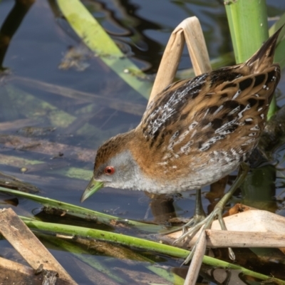 Zapornia pusilla (Baillon's Crake) at Coombs Ponds - 14 Sep 2023 by rawshorty