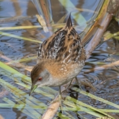 Zapornia pusilla at Coombs, ACT - 15 Sep 2023