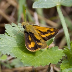 Ocybadistes walkeri (Green Grass-dart) at Stromlo, ACT - 5 Mar 2023 by KorinneM