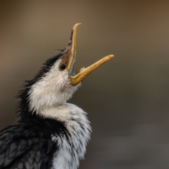 Microcarbo melanoleucos (Little Pied Cormorant) at Coombs, ACT - 15 Sep 2023 by rawshorty