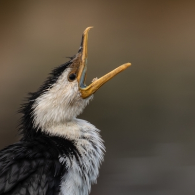 Microcarbo melanoleucos (Little Pied Cormorant) at Coombs, ACT - 15 Sep 2023 by rawshorty