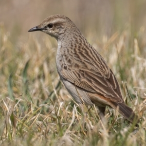 Cincloramphus mathewsi at Coombs, ACT - 15 Sep 2023