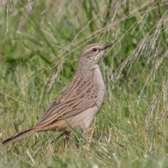 Cincloramphus mathewsi at Coombs, ACT - 15 Sep 2023 10:05 AM