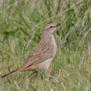 Cincloramphus mathewsi at Coombs, ACT - 15 Sep 2023