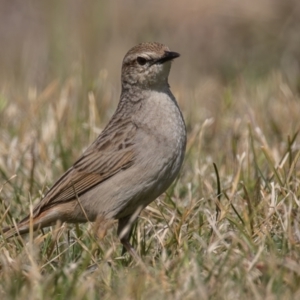 Cincloramphus mathewsi at Coombs, ACT - 15 Sep 2023 10:05 AM