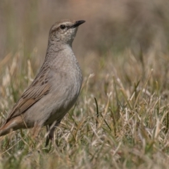 Cincloramphus mathewsi at Coombs, ACT - 15 Sep 2023 10:05 AM