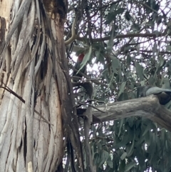 Callocephalon fimbriatum (Gang-gang Cockatoo) at Hughes, ACT - 15 Sep 2023 by KL