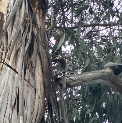 Callocephalon fimbriatum (Gang-gang Cockatoo) at Hughes, ACT - 15 Sep 2023 by KL