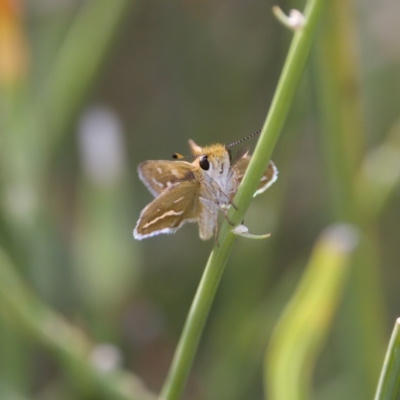 Taractrocera papyria (White-banded Grass-dart) at Stromlo, ACT - 4 Mar 2023 by KorinneM