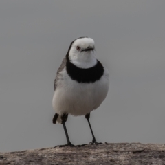 Epthianura albifrons at Coombs, ACT - 15 Sep 2023