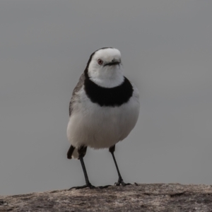 Epthianura albifrons at Coombs, ACT - 15 Sep 2023