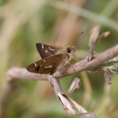 Dispar compacta (Barred Skipper) at Stromlo, ACT - 4 Mar 2023 by KorinneM