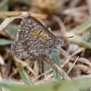 Lucia limbaria at Stromlo, ACT - 5 Mar 2023