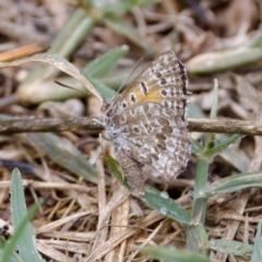 Lucia limbaria at Stromlo, ACT - 5 Mar 2023