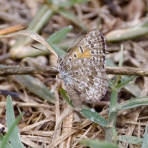 Lucia limbaria at Stromlo, ACT - 5 Mar 2023