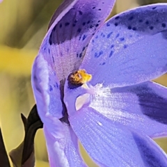 Thelymitra sp. (A Sun Orchid) at East Lynne, NSW - 13 Sep 2023 by Csteele4