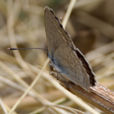 Zizina otis (Common Grass-Blue) at Stony Creek - 5 Mar 2023 by KorinneM