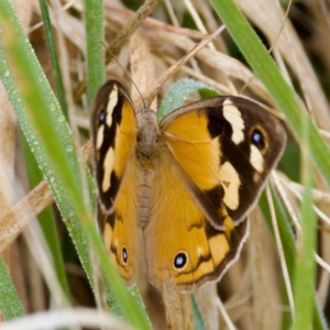 Heteronympha merope at Stromlo, ACT - 5 Mar 2023 09:39 AM