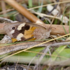 Heteronympha merope at Stromlo, ACT - 5 Mar 2023 09:39 AM