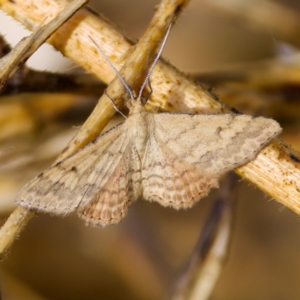 Scopula rubraria at Stromlo, ACT - 5 Mar 2023