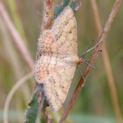 Scopula rubraria at Stromlo, ACT - 5 Mar 2023