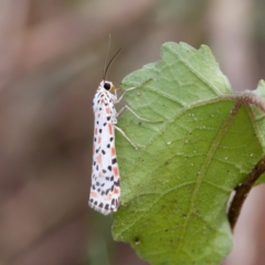 Utetheisa (genus) (A tiger moth) at Stromlo, ACT - 5 Mar 2023 by KorinneM