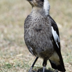 Gymnorhina tibicen (Australian Magpie) at Wellington Point, QLD - 31 Aug 2023 by PJH123