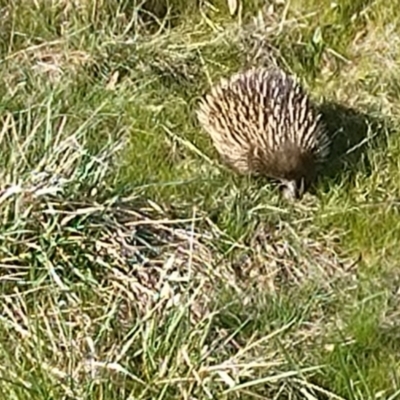 Tachyglossus aculeatus (Short-beaked Echidna) at Mount Ainslie - 10 Sep 2023 by Hkcbrnm