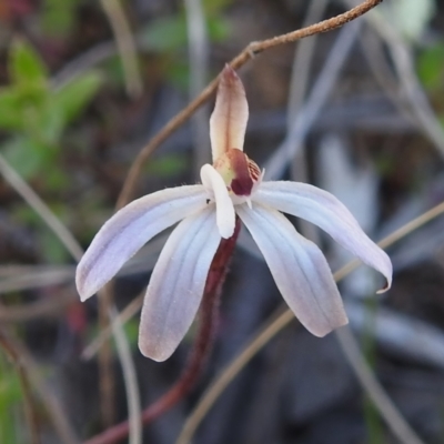 Caladenia fuscata (Dusky Fingers) at Gungahlin, ACT - 16 Sep 2023 by JohnBundock