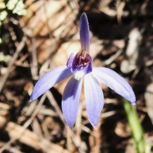 Cyanicula caerulea at Gungahlin, ACT - 16 Sep 2023