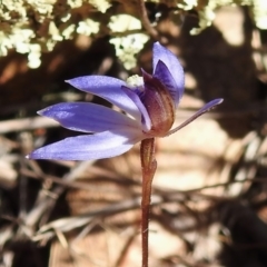 Cyanicula caerulea at Gungahlin, ACT - 16 Sep 2023