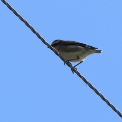 Pardalotus striatus (Striated Pardalote) at Wodonga, VIC - 15 Sep 2023 by KylieWaldon