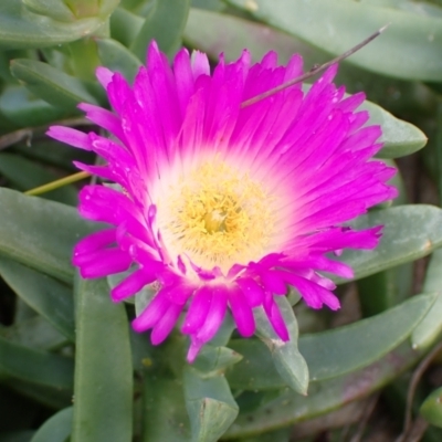 Carpobrotus rossii (Pigface) at Mallacoota, VIC - 11 Sep 2023 by AnneG1