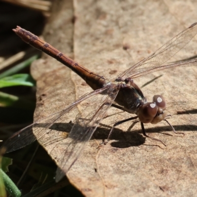 Diplacodes bipunctata (Wandering Percher) at Wodonga, VIC - 16 Sep 2023 by KylieWaldon