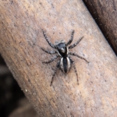 Jotus frosti (Frost's jumping spider) at Cotter River, ACT - 15 Sep 2023 by SWishart