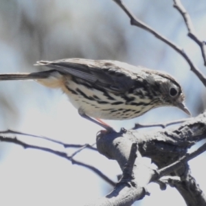 Pyrrholaemus sagittatus at Gungahlin, ACT - 16 Sep 2023