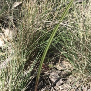 Thelymitra sp. at Bruce, ACT - suppressed